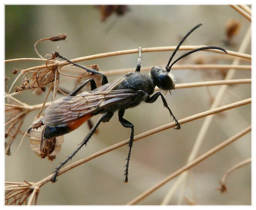 Sphex cf. funerarius (Sphecidae).